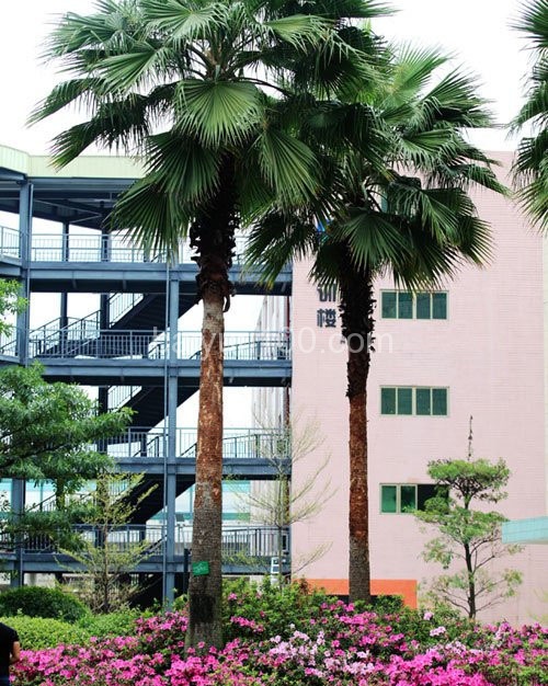 实训楼之间的绿化