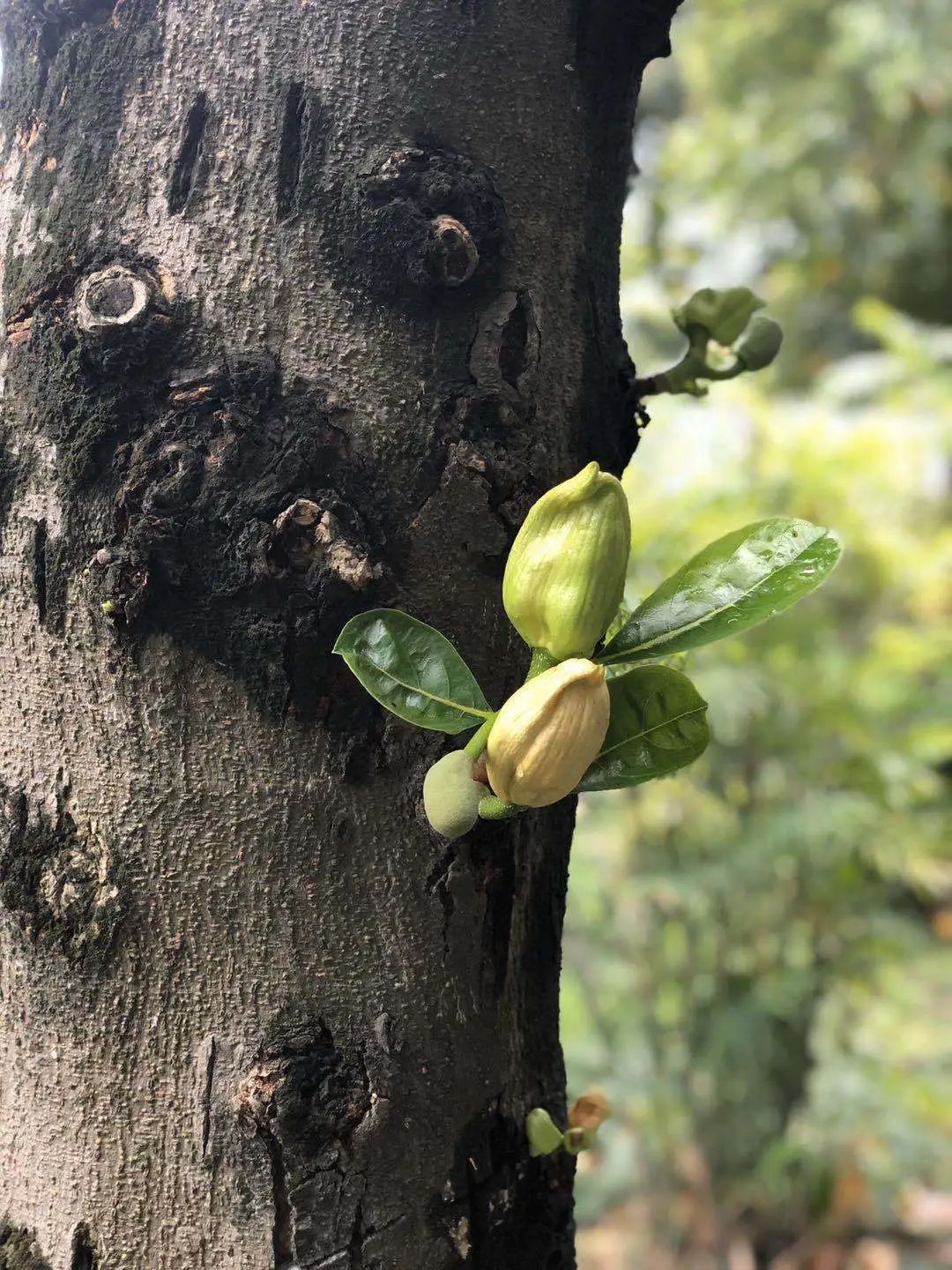 校园春色美，静待学子归——广东省机械技师学院这边风景独好！