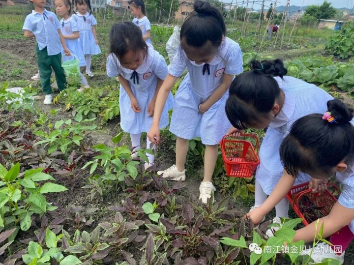 南江镇金贝儿幼儿园2022秋季招生简章（招生对象+招生时间+入学资料）-广东技校排名网