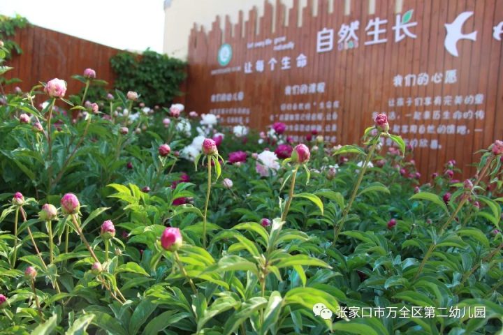 张家口市万全区第二幼儿园2022年招生简章（招生计划+招生条件+招生录取方式）-广东技校排名网
