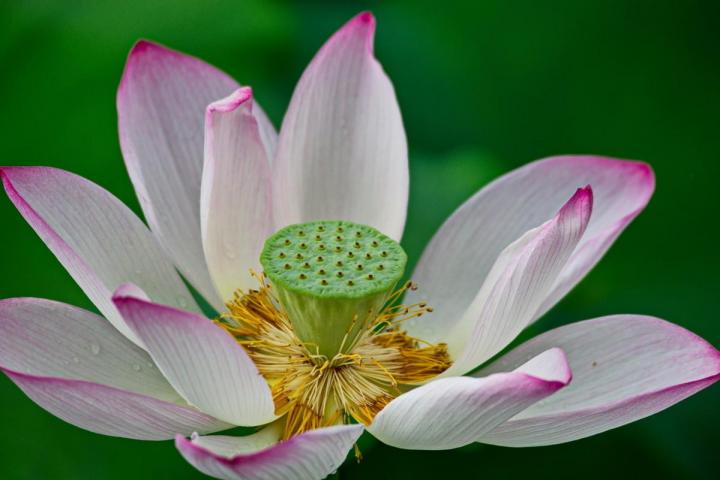 《爱莲说》亭亭净植是什么意思（全文翻译+创作背景）-广东技校排名网