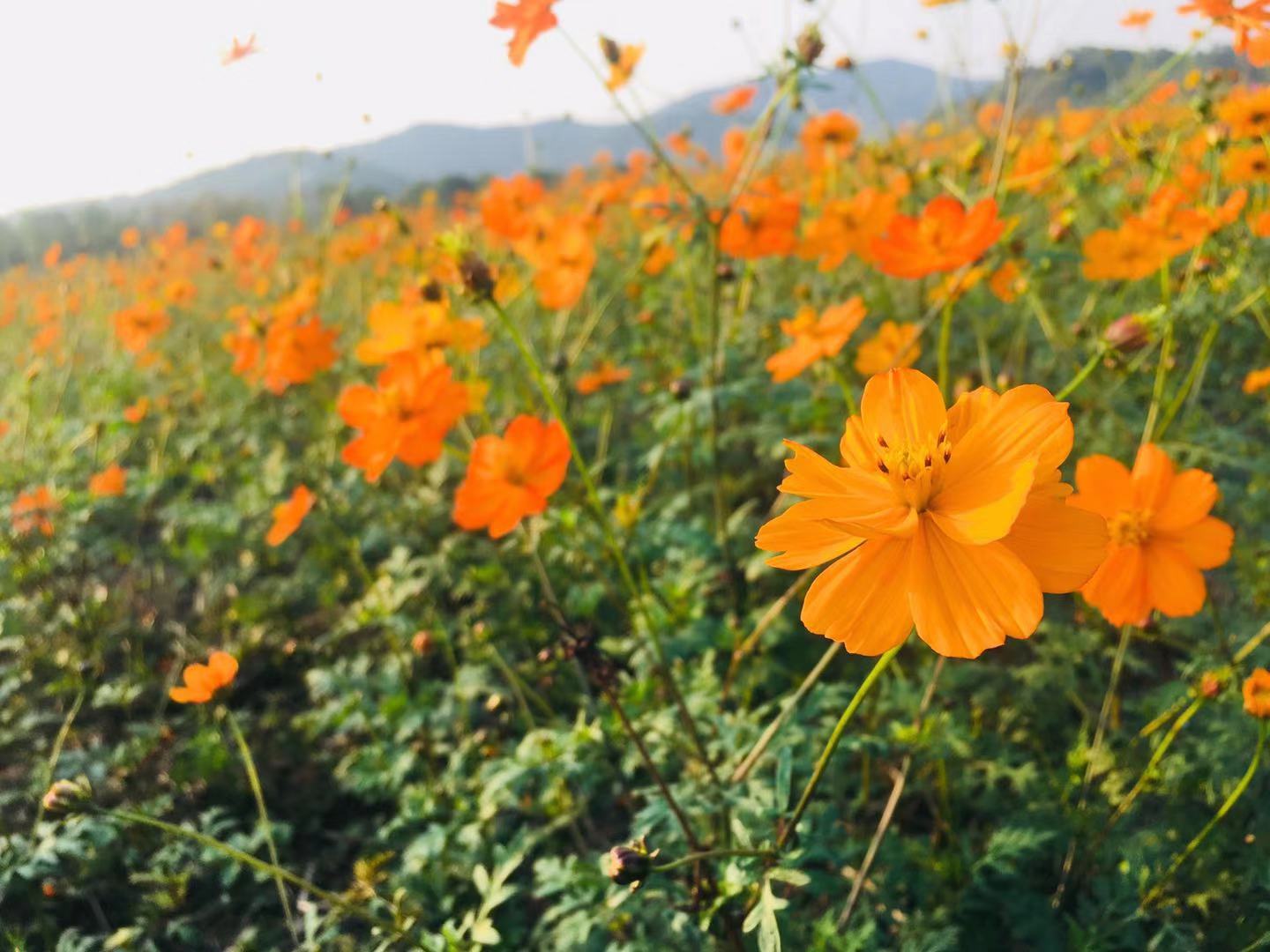 专升本有几种途径?属于全日制本科吗?第一学历是不是本科?-广东技校排名网