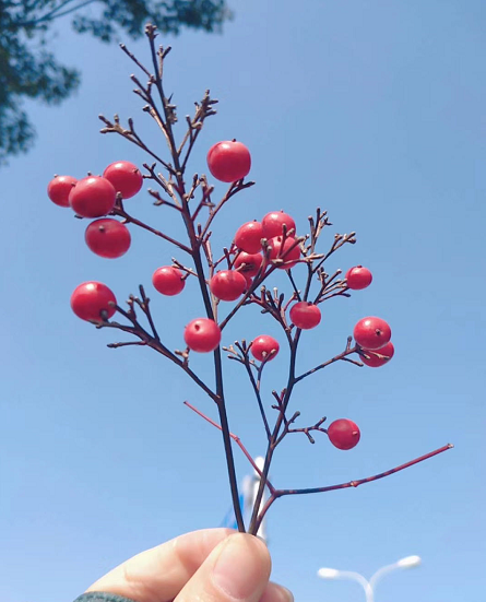 古筝考级哪个证书含金量最高?学古筝的最佳年龄与好处你们知道吗-广东技校排名网