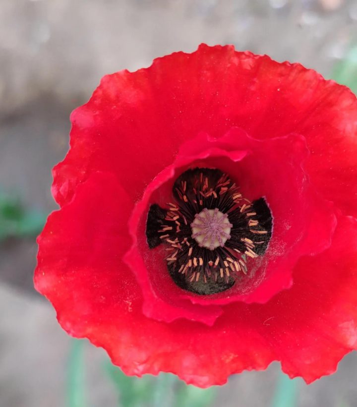 特别的一天作文800字初中 最新精选范文（免费可复制）-广东技校排名网