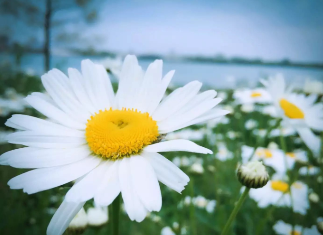 贵州成考分数线高吗多少分能被录取?2020贵州成考分数线会提高吗?-广东技校排名网