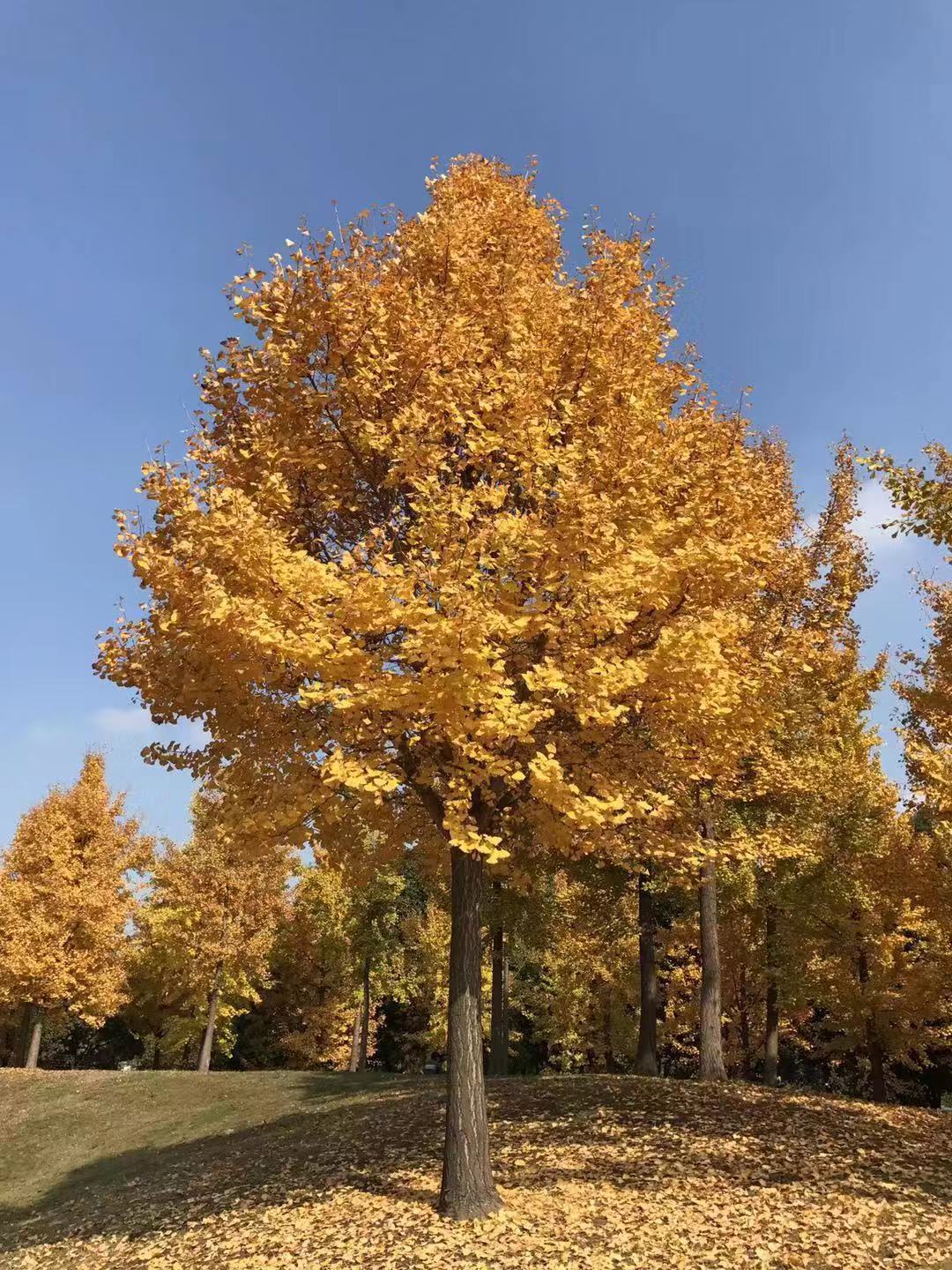 自考律师最低学历是什么?律师资格证报考条件有哪些?律师前景如何-广东技校排名网