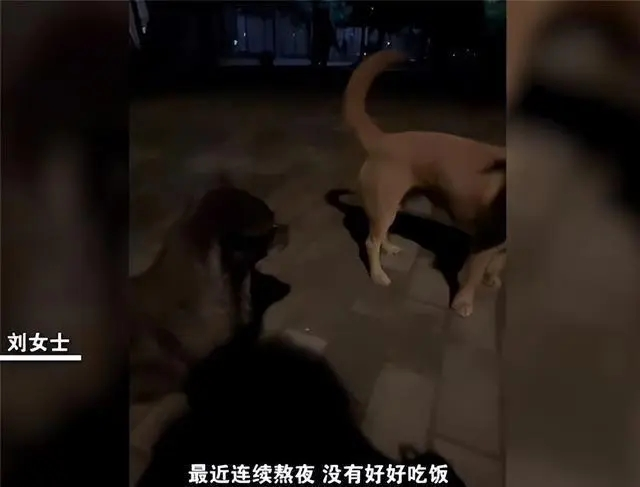 【最新校园资讯】陕西杨凌女生校内晕倒2流浪狗舔鼻唤醒 具体详情是怎样的-广东技校排名网