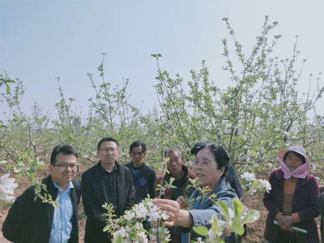 教育脱贫：甘井镇成人文化技术学校举办苹果春管技术培训-广东技校排名网