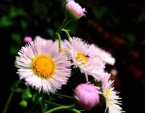 五年级上册借物抒情的作文怎么写(精选经典借物喻人文章的范文参考)-广东技校排名网