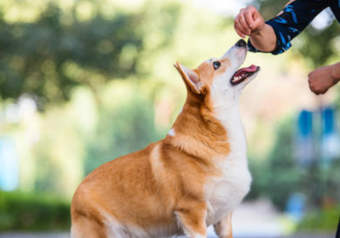 广东有哪些宠物专业的技校呢-广东技校排名网