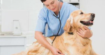 喜欢动物的学生就一定适合报读兽医专业吗-广东技校排名网